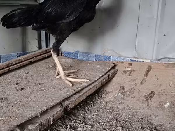 Chickens