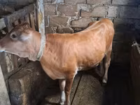 गाय, मवेशी — फ़ोटो 2