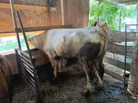 Cattle (batch, sex not specified), Cattle — photo 6