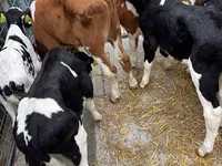 Toro, Simmental cattle — foto 6
