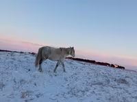 Madyan, Yakutian horse — foto 1