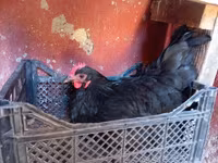 Chickens — photo 1