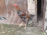 Chickens — photo 7
