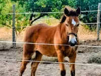 Kobyła, Haflinger — zdjęcie 4