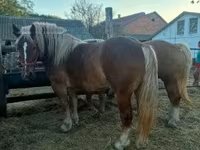 Klisna, Hungarian horse breed — foto 1