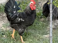 Chickens — photo 3