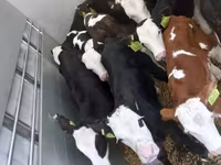 ثور, Simmental cattle — الصورة 1