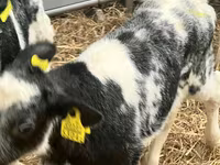 Cattle (batch, sex not specified), Cattle — photo 5