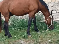 Horse (M), Horses — photo 2