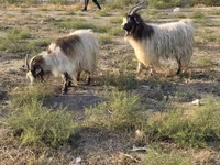 Goat, Goats — photo 3