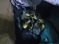 Ducks — photo 2