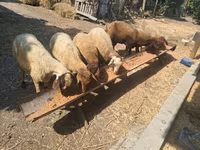Sheep, Sheep — photo 3