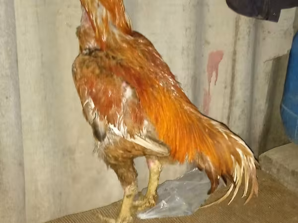 Chickens — Azerbaijan