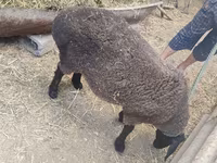 Qoyun, Saryarka sheep — foto 4