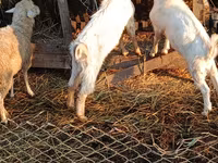 Keçi, Nubian Goat — foto 3