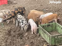 Knur, Świnie — zdjęcie 1