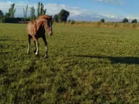 Kůň, Koně — foto 6