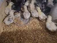 Australorp — Foto 5