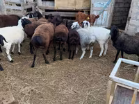Baran, Hissar sheep — zdjęcie 3