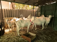 Keçi, Saanen goat — foto 2