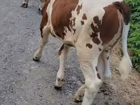 İnək, Simmental cattle — foto 2
