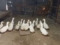 Pekin Bantam — photo 6