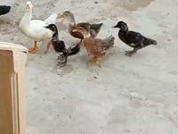 German Pekin — photo 3