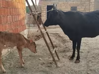 Vaca, Ganado vacuno — foto 2