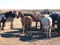 At, Mugalzhar horse — foto 1