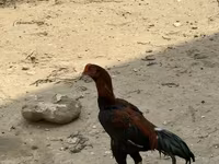 Chickens — foto 5