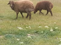Ram, Sheep — photo 1