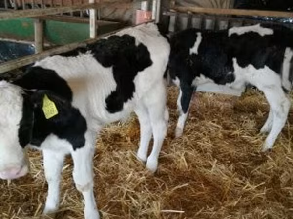 Byk, Russian Black pied cattle