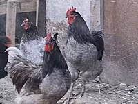 Australorp — photo 2