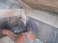 Chickens — الصورة 2