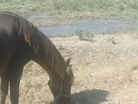 Madyan, Azerbaijan horse — foto 2