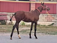 حصان, الخيول — الصورة 3