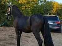 Horse (M), Friesian — photo 4