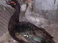 Ducks — foto 2