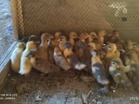 Ducks — photo 3