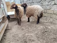 Ram, Sheep — photo 2