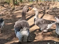 Geese — zdjęcie 4