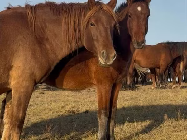 Kůň, Mugalzhar horse