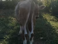 Toro, Swiss cattle — foto 2
