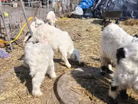 Keçi, Saanen goat — foto 3