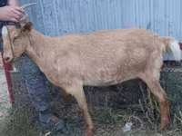 Billy Goat, Goats — photo 2