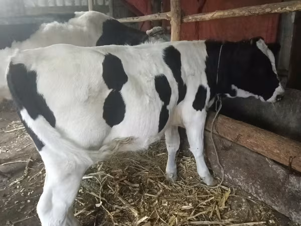 İnək, Russian Black pied cattle