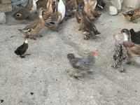Ducks — Foto 2