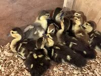 Domestic Muscovy — photo 4