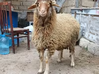 كبش, الأغنام — الصورة 1