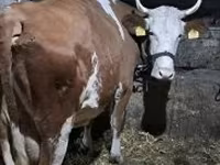 Vaca, Raça cinza húngara — foto 2
